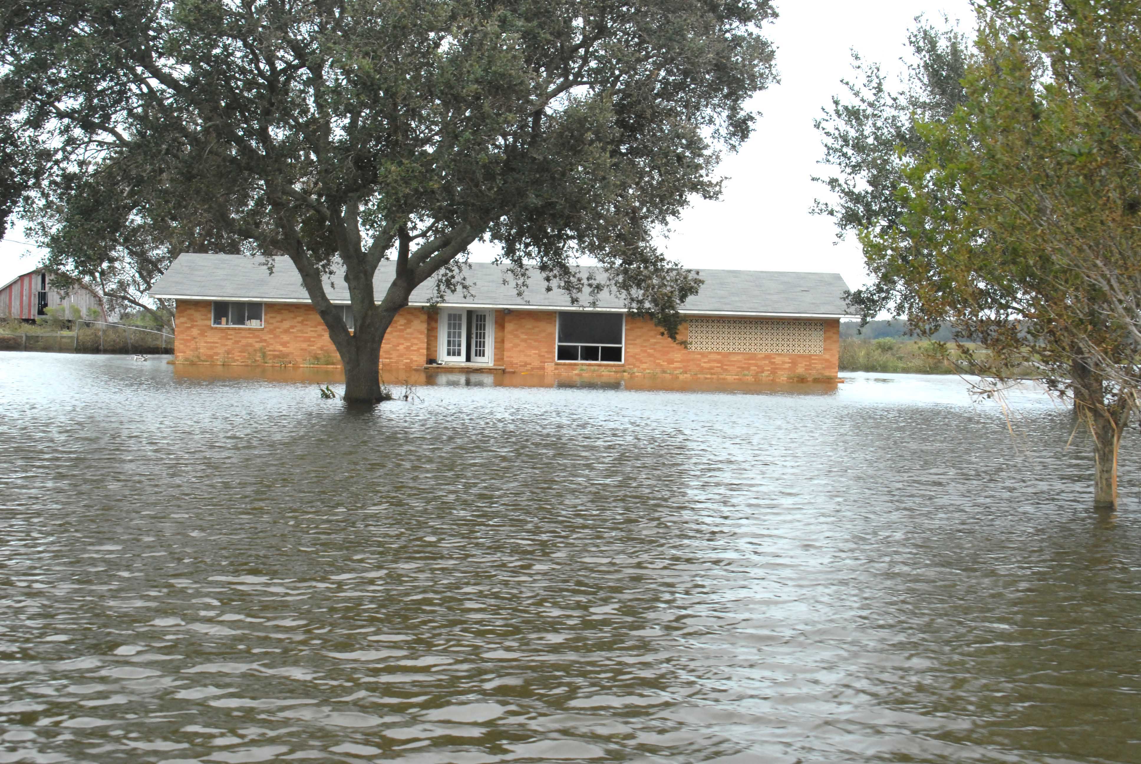 Native trees can withstand significant floods